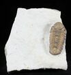 Beautiful Kainops Trilobite - Oklahoma #23114-1